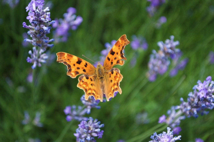 Comma butterfly on lavender
